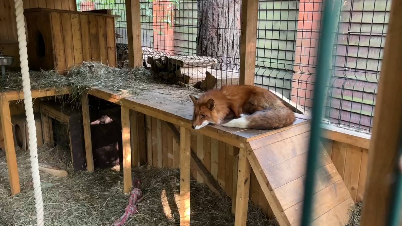 Лиса-Алиса. Лис Игнис поймал большую жабу смотреть онлайн