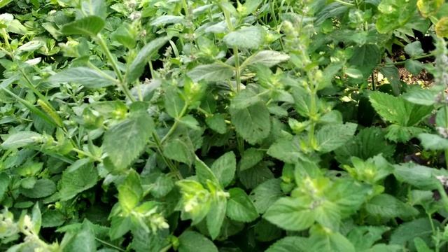 Зелёный чай