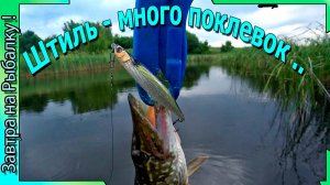 Штиль - еще не значит безклевье! - Рыбалка Воронеж 2025