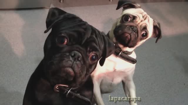 Самые смешные собаки мопсы - мопсы прикол