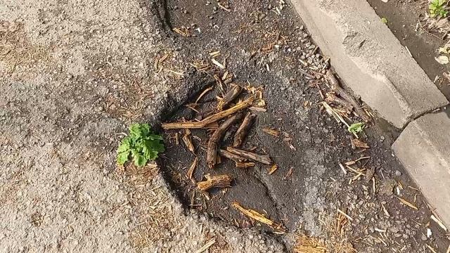 11 июня 2025. Июньская печалька. смотреть онлайн