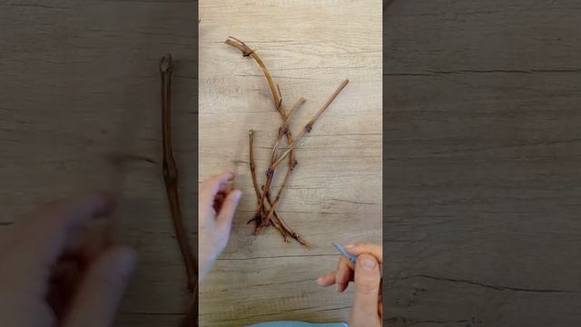 Попытка укоренить черенки винограда. 5 апреля 2022 г.