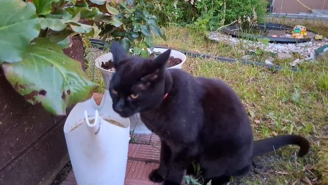 Неважно, сколько ест кот — мышь в доме будет! 😹 смотреть онлайн