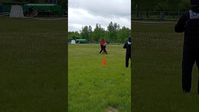 3 Отл. Тималлен ГРАНДО +++ №6. КЧК КРАСНОЯРСК 31 мая`25 Л.Лазарева Моно немецких овчарок