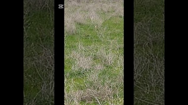 #hunting Охота на суслика с пневматикой ПСП 6.35