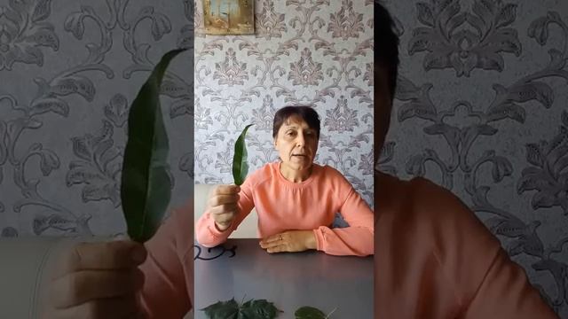 Заняття з природи для дітей старшої групи "Дидактична смотреть онлайн