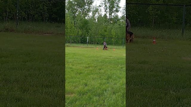 б/о SHAKIRA v. Mair Hof +0+ №21. КЧК КРАСНОЯРСК 31 мая`25 Л.Лазарева Моно немецких овчарок