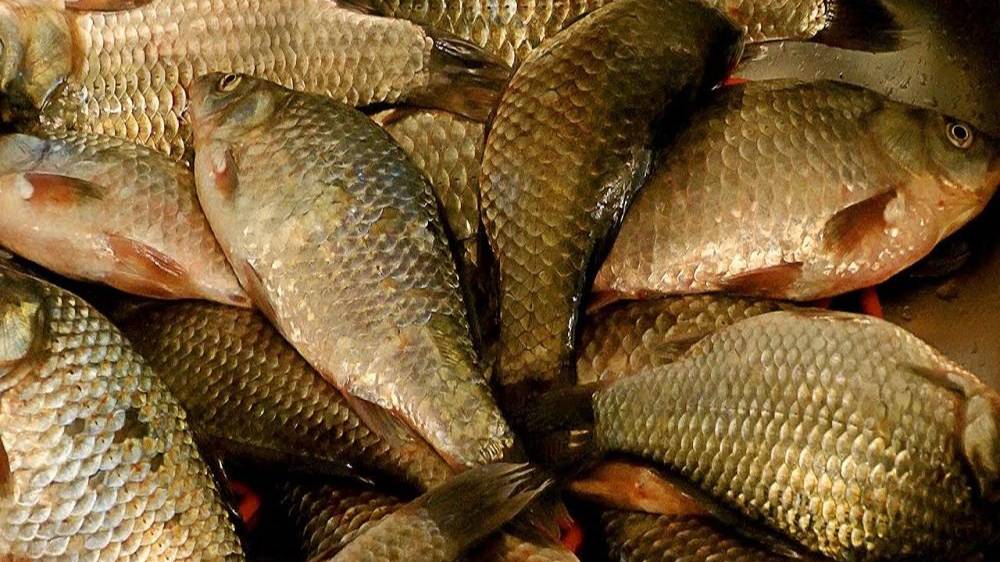 Почистить КАРАСЯ ложкой смотреть онлайн