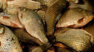 Почистить КАРАСЯ ложкой