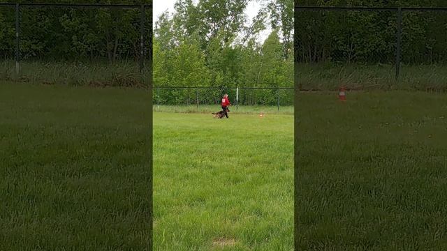 1 Отл. КЧК Raisin Star RUSLANA +++ №17. КЧК КРАСНОЯРСК 31 мая`25 Л.Лазарева Моно немецких овчарок