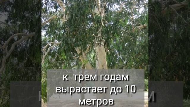 Самое быстрорастущее дерево