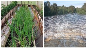 "Жизнь на пенсии".. Всю теплицу затопило.)) Река вышла из русло после дождей.