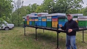 Дефицит мёда на юге(