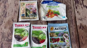 Обработка роз от болезней и вредителей, как сделать баковую смесь, видео из архива 2022 г.