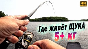 Где живёт Щука больше пяти килограмм. Если ловишь только шнурков