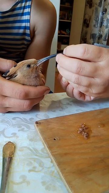 Кормление удода в домашних условиях смотреть онлайн