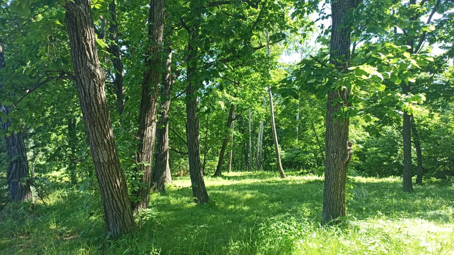 С праздником Святой Троицы! Мира, добра, здоровья! смотреть онлайн