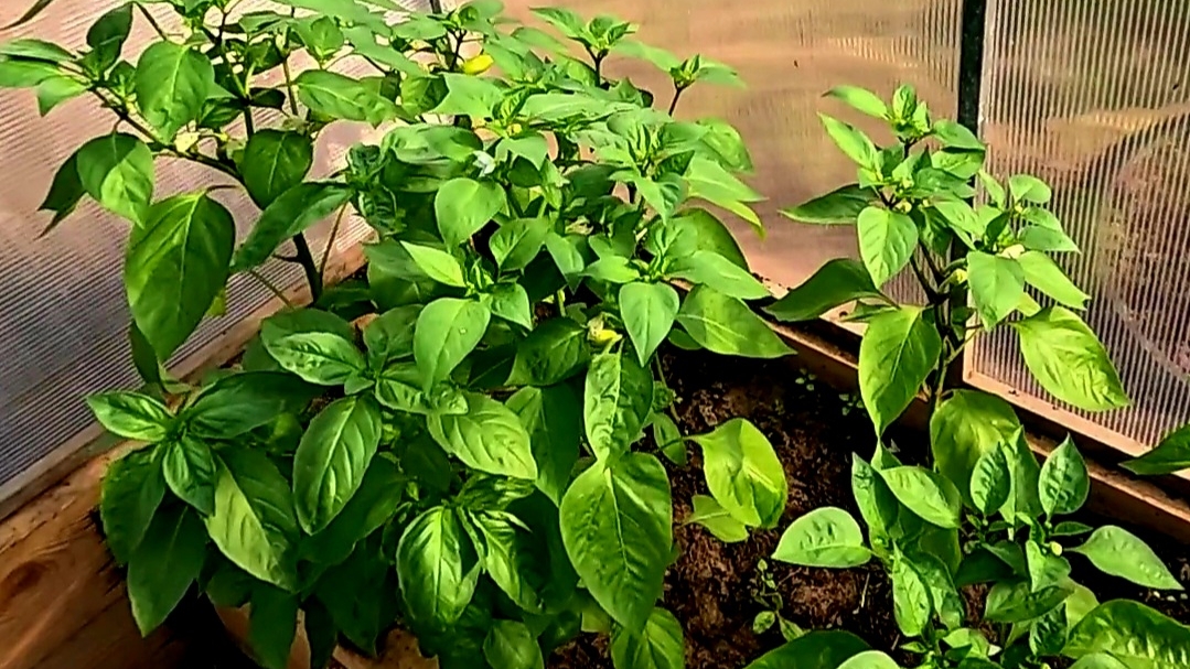 Формировка перца и подкормка для отличного урожая!! смотреть онлайн