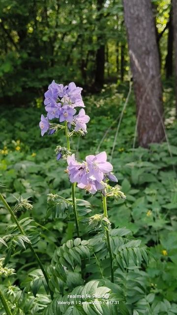 Синюха голубая 🪻 02.06.2025 смотреть онлайн