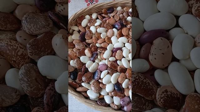 09.09.2024 г. Цветная вьющаяся фасоль!❤️🙏 Поделюсь!😄😉?