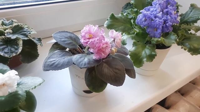 Фиалки в жару! Полив и подкормка - Очень Важно!!! смотреть онлайн