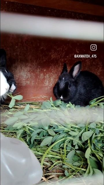 Кролики кайфуйут