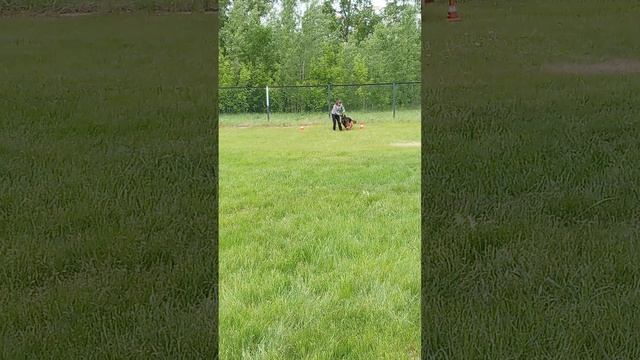 1 Отл. КЧК ЧАЙЗЕР из Звёздной Линии +++ №19. КЧК КРАСНОЯРСК 31 мая`25 Л.Лазарева Моно немецких овчар