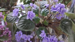 Цветущие фиалки 11.06.25.