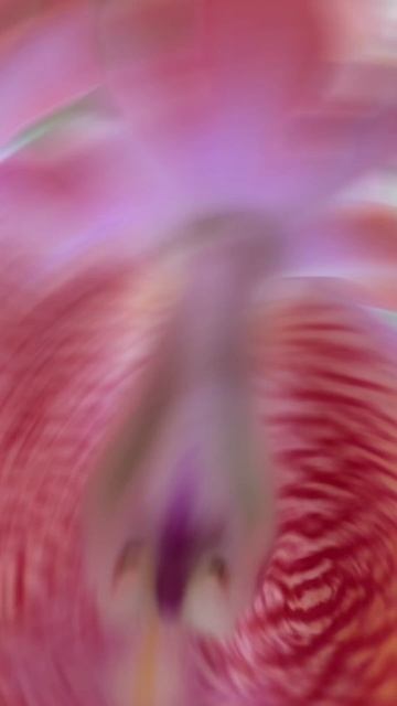 Шомбургкия