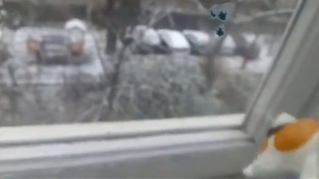 LPS Баклажан 😎