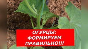 Как правильно сформировать кустик огурчика в теплице