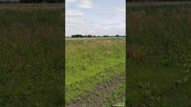 Журавли//в поле//