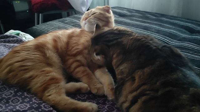 Умывашки перед сном смотреть онлайн