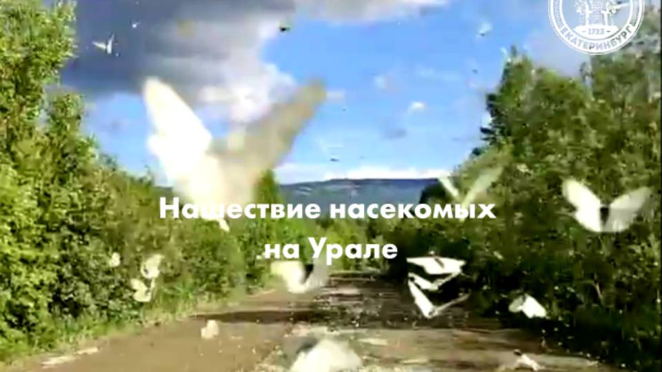 Нашествие насекомых на Урале смотреть онлайн
