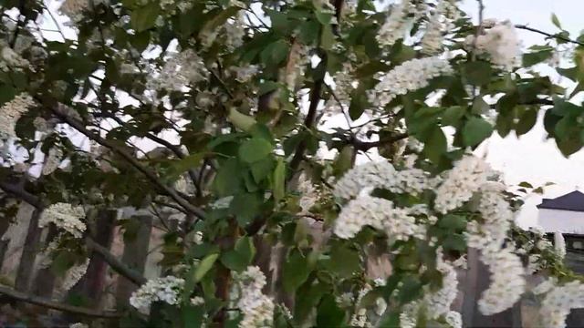 А вы собираете цветущие гроздья душистой черёмухи...