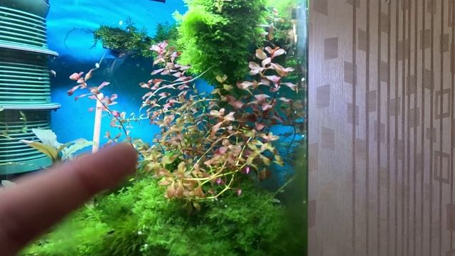 Креветки кристаллы. Добавил соли! Загубил всех кристаллов. смотреть онлайн