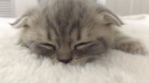 Песня нас не догонят тик-ток speed up