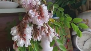 Влог__Птички_В_Доме_Новые_Растения, Хвостик. Рената Смирнова. 2025