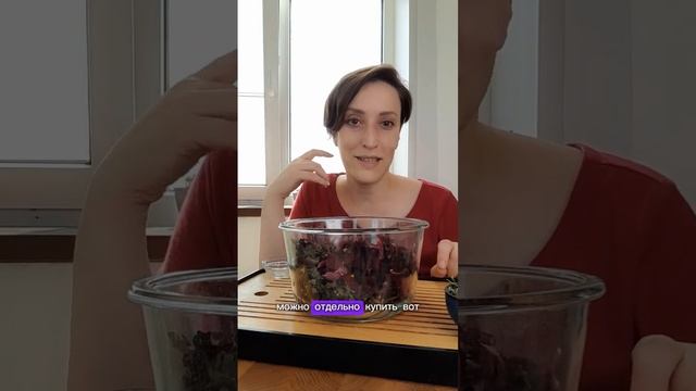 ФЕРМЕНТИРУЕМ СОЛНЕЧНЫЙ ЧАЙ С ВЕРОНИКОЙ ПОРСИНОЙ. День