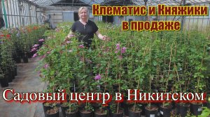 Клематис и княжики для новичков и бывалых!