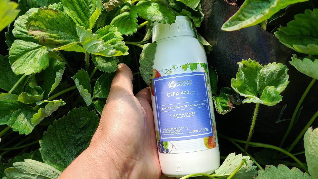 СЕРА 400 УНИЧТОЖИЛА МУЧНИСТУЮ РОСУ! Реальный результат на клубнике – смотрите ДО и ПОСЛЕ! смотреть онлайн