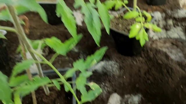 ВЫСОКОРОСЛЫЕ 🍅 ВЫСАЖЕНЫ В ТЕПЛИЦУ - ровно 7️⃣0️⃣ ДНЕ