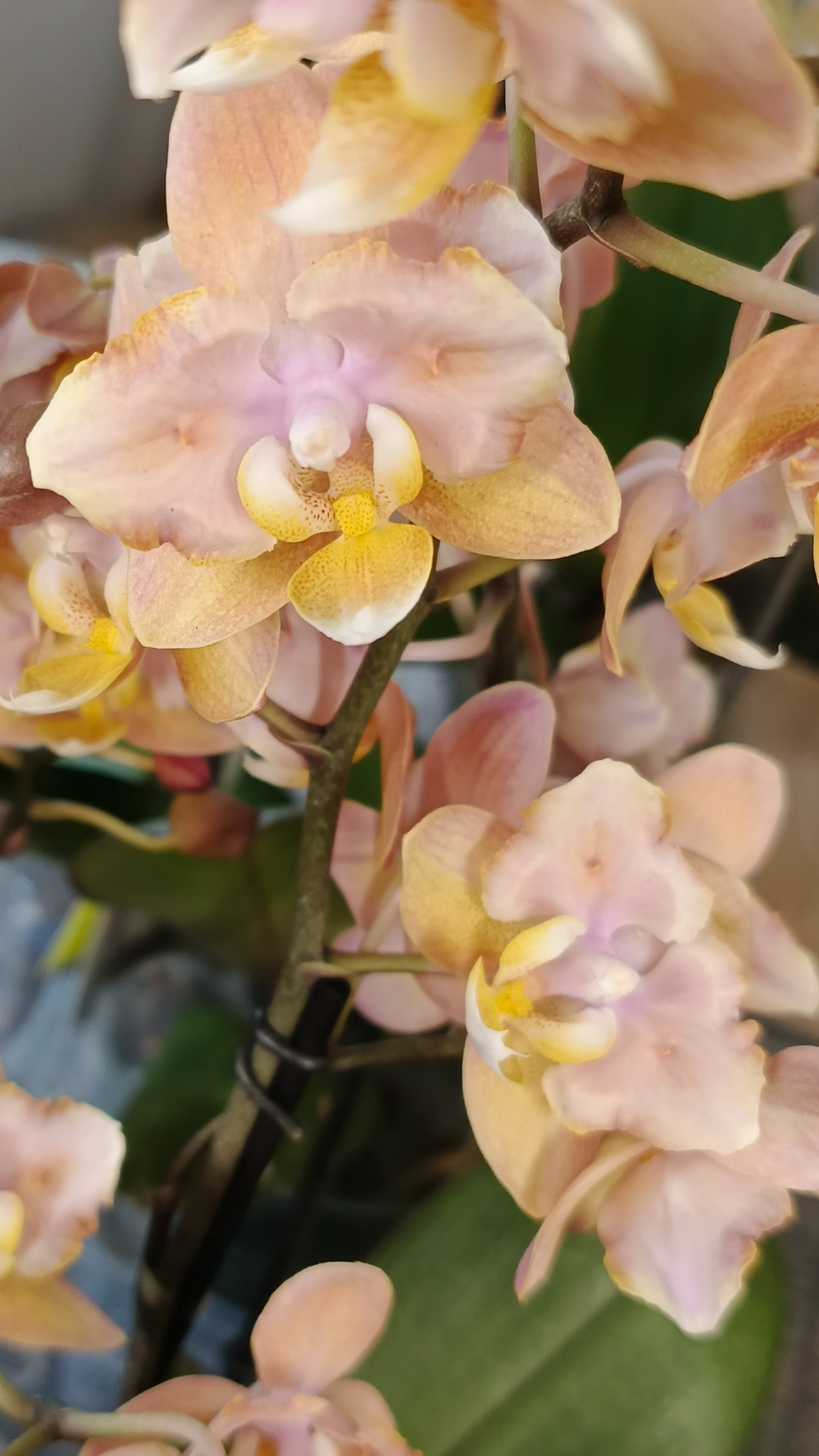 Парфюмерные фабрики бабочки! Арома смотреть онлайн