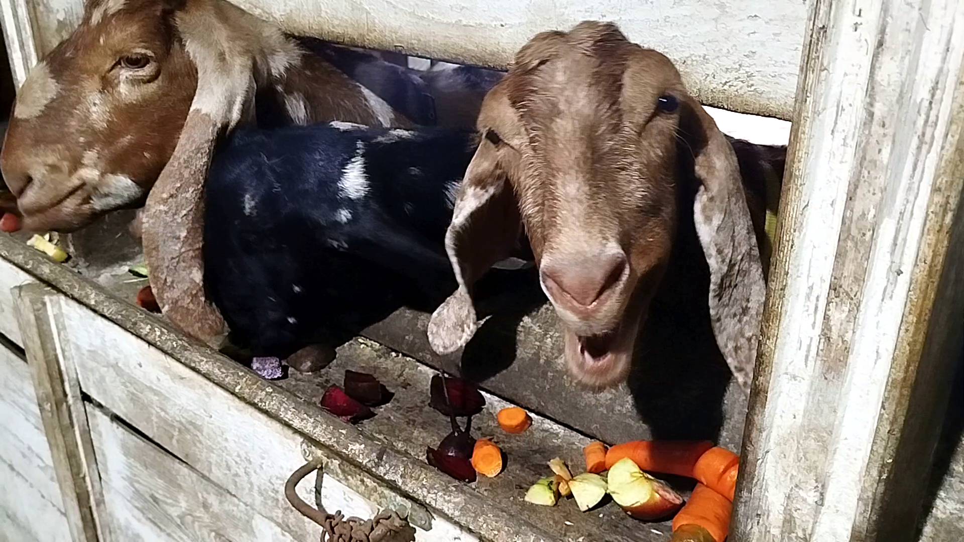 НАШИ СЕЛЬСКИЕ БУДНИ смотреть онлайн