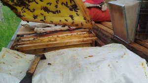 Ошибка пчеловода может дорогого стоить.