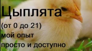 Выращивание цыплят от 0 до 21 дня. Делюсь своим опытом