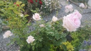 Роза Эмейзинг Грейс (Мириам)