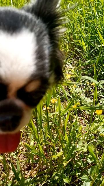 Люся и цветочки 🌸🌹🌷🌼🌺🐶