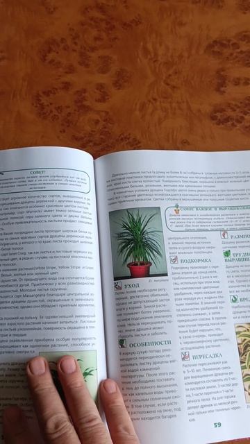 Энциклопедия Комнатные растения смотреть онлайн