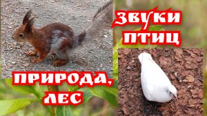 Звуки природы. Природа, лес. Звуки птиц.